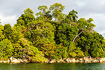 forest along coast