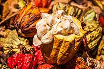 Theobroma cacao | Malvaceae | cacao fruit pod open showing beans