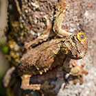 Uroplatus sp | Gekkonidae | leaf-tailed gecko