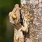 Uroplatus sp | Gekkonidae | leaf-tailed gecko
