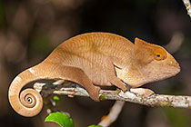 chameleon