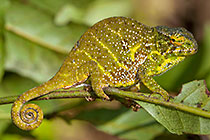 chameleon