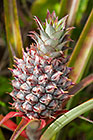 Ananas comosus | Bromeliaceae | pineaple fruit