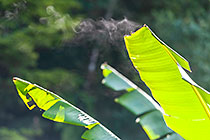 Ensete perrieri | Musaceae | Madagascar banana tree leaves