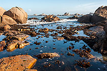 kelp in water amongst boulders