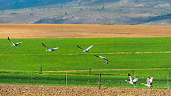 blue crane birds