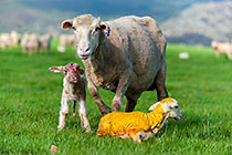 sheep with newborn baby