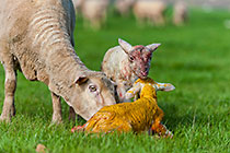 sheep with newborn baby
