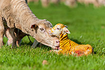 sheep with newborn baby