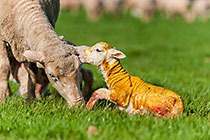 sheep with newborn baby