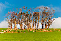 blue crane birds
