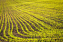farm fields