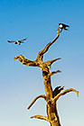 dead trees in Dead Vlei