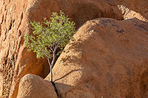 tree & rocks