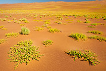 green desert | sand dunes