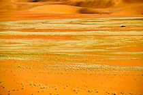 green desert | sand dunes