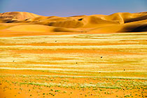 green desert | sand dunes