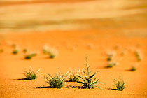 green desert | sand dunes