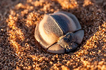 dead beetle in sand
