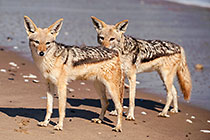 Jackals