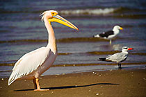 pelican near sea