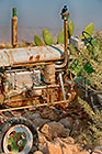 starling bird on tractor