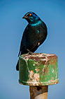 Starling