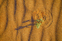 green plant on sand dune