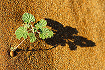 green plant on sand dune