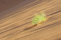 grass on sand dune