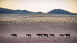 feral horses