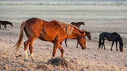 Horses