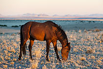 feral horses