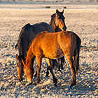 Horses