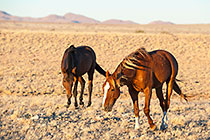 Horses