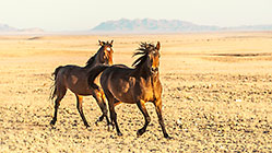 Horses