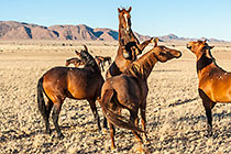 Horses