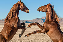 Wild Horses
