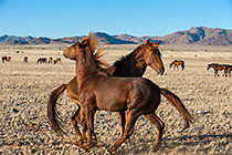 feral horses