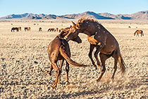 Horses