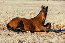 feral horse mare with foal