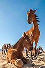 Horses