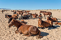 Horses