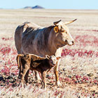 Cows