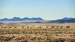 herd of oryx cantering