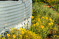 flowers near water tank