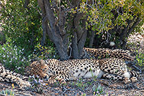 cheatahs sleeping under tree