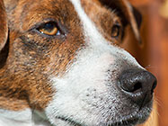 Charlie, head close-up