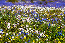 flower fields