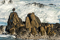 oyster crackers on rocks | waves